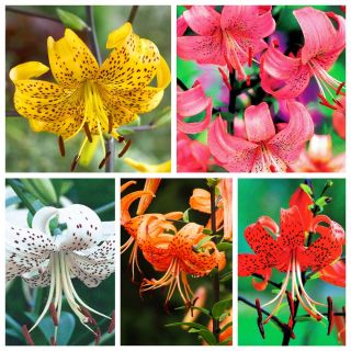 Tiger lily – colourful variety selection – 15 pcs