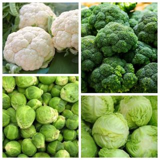 Broccoli, bloemkool, kool, spruitjes - zaden van 4 groenteplanten 'soorten - 
