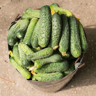 Field cucumber 'Scanner' - early variety for preserves