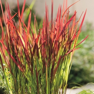 Cogongrass - Red Baron - 1 piezas; hierba kunai