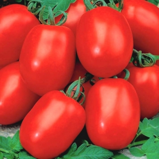 Карликове поле помідор 'Awizo' - ранній, дуже продуктивний, стійкий до картопляної фітофторозу -  Lycopersicon esculentum - Awizo - насіння