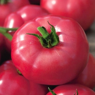 BIO Tomato 'Faworyt' - certifikované organické semená -  Lycopersicon esculentum