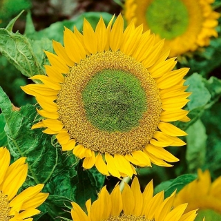 Trpasličí okrasná slnečnica - Green Hobbit - na pestovanie v kvetináčoch -  - semená