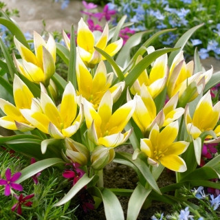 Set 6 - Tulip Tarda - laagblijvend, botanisch - 50 st - 