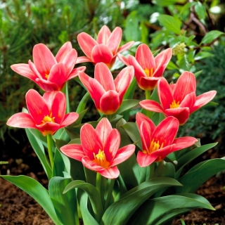 Tulpės Fashion - pakuotėje yra 5 vnt - Tulipa Fashion