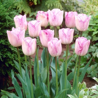 Tulipa Shirley - Tulip Shirley - 5 kvetinové cibule