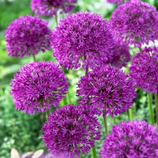 Alho decorativo - Purple Sensation - pacote de 3 peças - Allium Purple Sensation