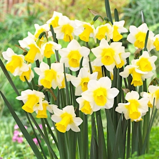 Narcissläktet - Golden Echo - paket med 5 stycken - Narcissus