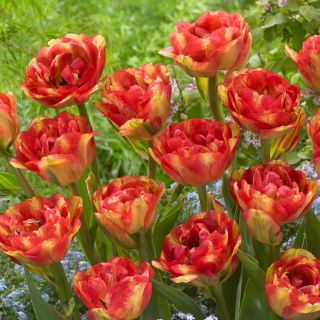 Tulipa Sundowner - Tulip Sundowner - 5 bulbi