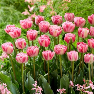 Tulipa Vogue - Tulip Vogue - 5 луковици