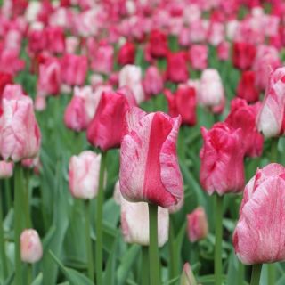 Tulipano Hemisphere - pacchetto di 5 pezzi - Tulipa Hemisphere