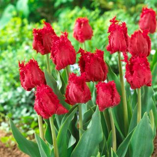 تولیس باربادوس - 5 عدد - Tulipa Barbados