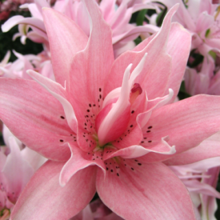 Double Asiatic lily – Elodie