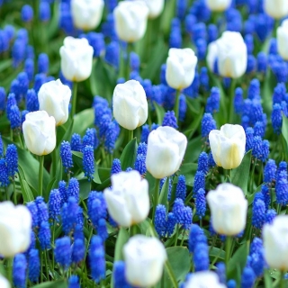 Baltas-mėlynas pievas - balta tulpė ir armėnų vynuogių hiacintas - 