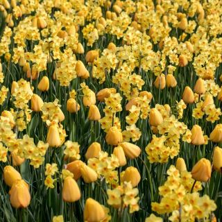 الصفراء الصفراء - مجموعة من زهور الأقحوان و jonquils - 50 قطعة - 