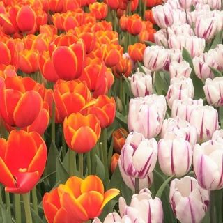 Bộ hai giống hoa tulip - 30 chiếc - 