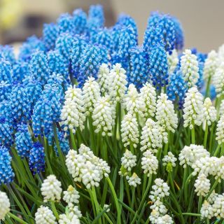 Biela a modrá sada hyacintov - 60 ks - 