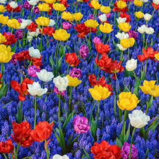 Színes tulipánok kiválasztása kék örmény szőlő-jácint - 50 db.
