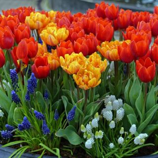 Selección de tulipanes rojos y naranjas + jacinto de uva blanco y azul - 60 uds. - 