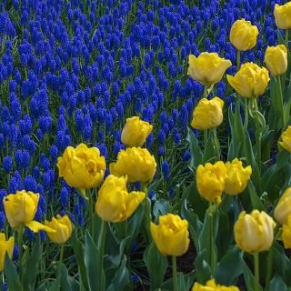 مجموعه ای از گل لاله زرد و سنبله انگور گل آبی - 50 عدد - 