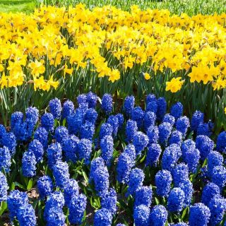 Blue–flowered hyacinth and jonquil – 40 piece set