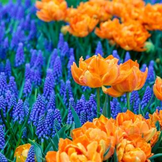 Hoa tulip màu cam + lục bình nho - bộ 45 mảnh - 