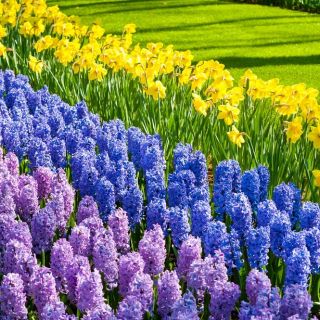 Jonquil, lavender–flowered hyacinth and blue hyacinth – 28 piece set