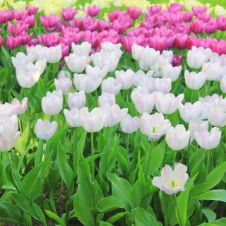 Biela a ružová sada tulipánov - 30 ks - 