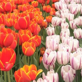 Conjunto tulipa vermelho e branco-roxo - 50 peças - 