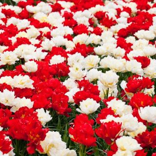 Hvit og rød dobbeltblomstret tulipsett - 50 stk - 