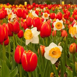 Piros tulipán és fehér nárcisz - 50 darab készlet - 