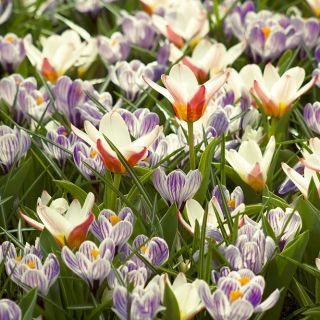 Bicolour plant set – creamy–white and red tulip and purple–white crocus – 60 pcs