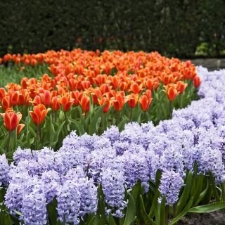Помаранчевий тюльпан і блакитний набір гіацинтів - 29 шт - 