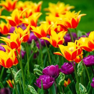 Set tulip berbunga ganda dan berbunga lily - 40 pcs - 