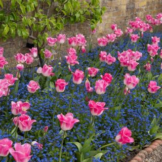 Tulip "Innuendo" and blue alpine forget-me-not - bulb and seeds set