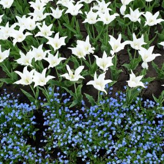 Lily-shaped white tulip and blue alpine forget-me-not - bulb and seeds set