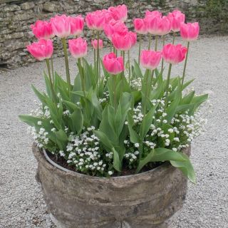 Pink tulip and white alpine forget-me-not - bulb and seeds set
