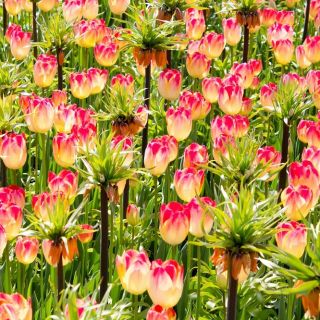 Set mahkota oranye dan krem-pink tulip set - 18 buah - 