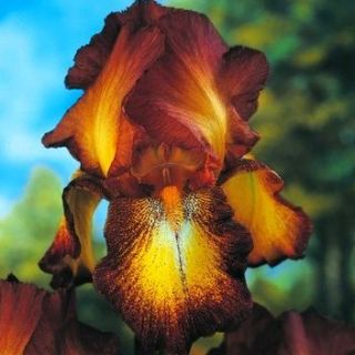 Ирис германица Бронца - жаруља / кртола / корен - Iris germanica