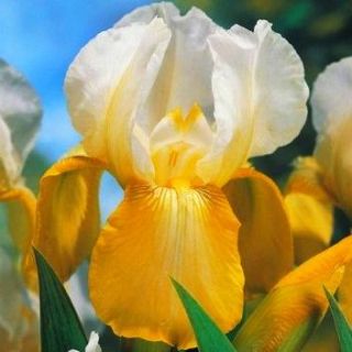 Iris germanica bílá a žlutá - květinové cibulky / hlíza / kořen