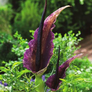 มังกรลิลลี่ - Dracunculus vulgaris; Dracunculus ทั่วไป, arum มังกร, arum สีดำ, voodoo lily, lily snake, stink lily, มังกรดำ, lily black, lily ดำ, dragonwort, ragons
