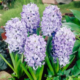 Hyacinthus Sky Jacket - 히아신스 스카이 재킷 - 3 개의 알뿌리