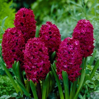 Hyacinthus Woodstock - Hyacinth Woodstock - 3 bulbi