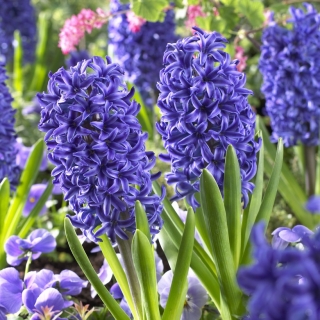 Modrá bunda Hyacinthus - modrá bunda Hyacinth - 3 cibuľky