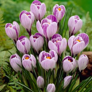 Crocus Pickwick - 10 květinové cibule