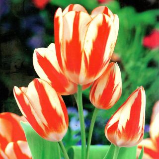 Tulipa Sylvia Warder - Tulip Sylvia Warder - 5 bebawang