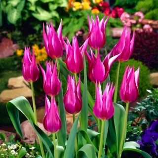 Tulipan Maytime - pakke med 5 stk - Tulipa Maytime