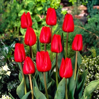 Tulipa Bastogne - paquete de 5 piezas