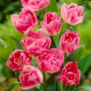 Tulipa Upstar - Tulip Upstar - 5 květinové cibule - Tulipa Up Star