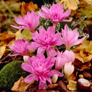 Водна лилия на Колихиум - есенна ливадна шафран Водна лилия - луковица / грудка / корен - Colchicum